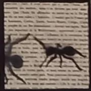 Fourmis 04
