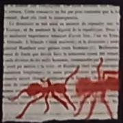 Fourmis 05