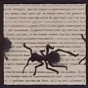 Fourmis 08